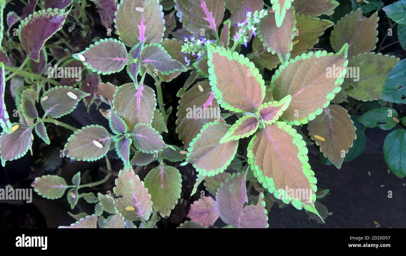 coleus plants also called Coleus blumei or Plectranthus scutellarioides ...