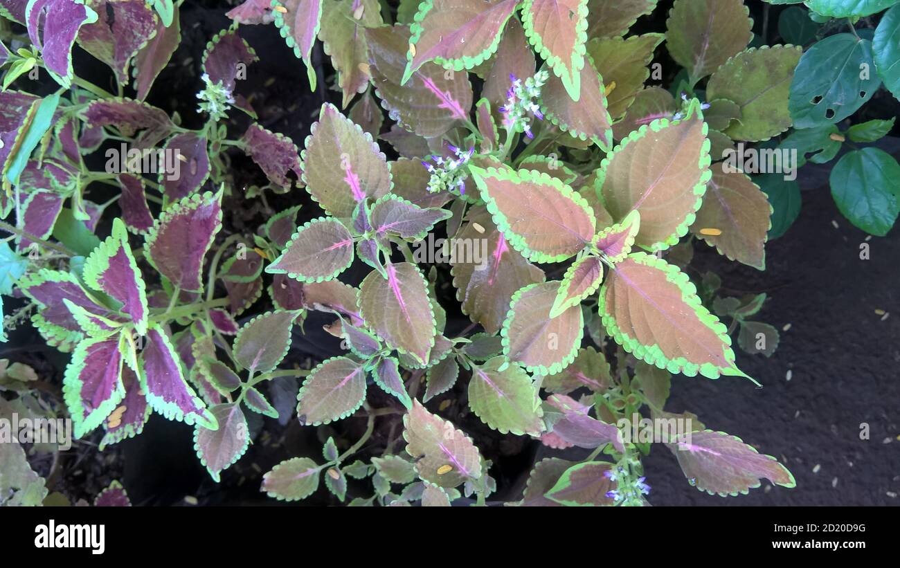 coleus plants also called Coleus blumei or Plectranthus scutellarioides ...