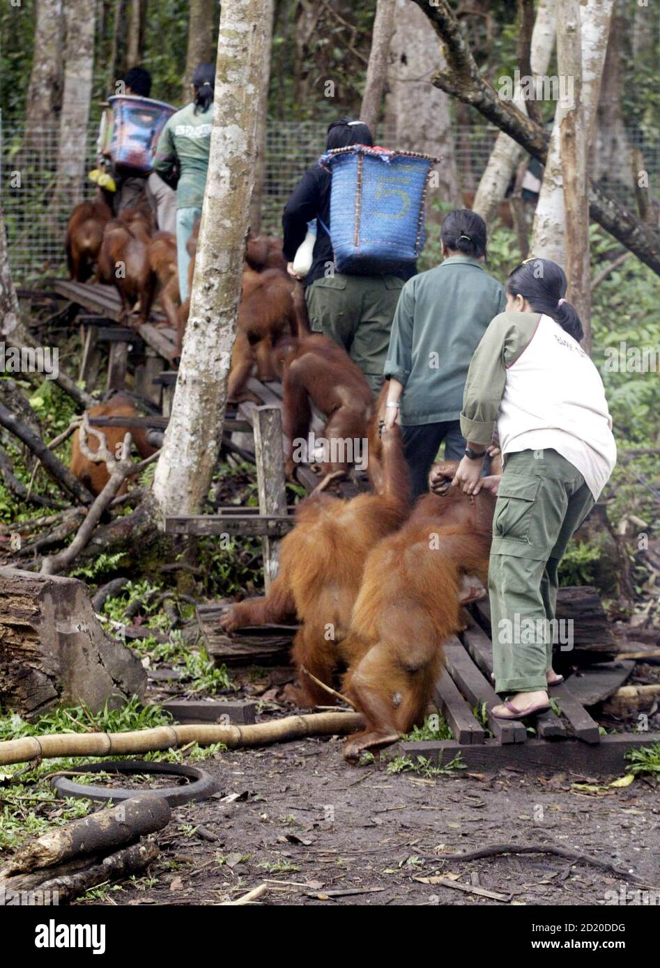 Animal caretakers escort orangutans (Pongo Pygmaeus) to a training ground at Nyaru Menteng Rehabilitation and Reintroduction Centre, in the of Palangkaraya, in Indonesia's Central Kalimantan province November 22, 2006. REUTERS/Dadang Tri (