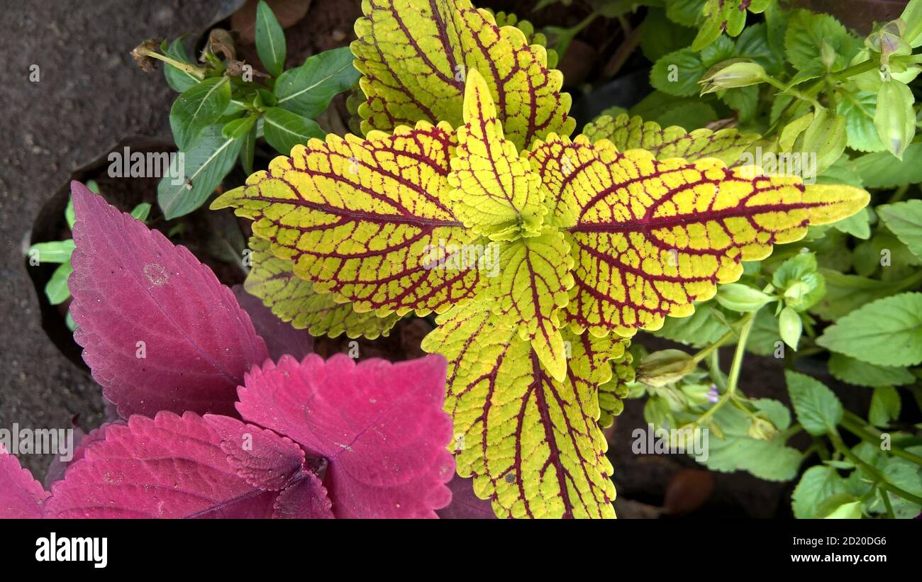 coleus plants also called Coleus blumei or Plectranthus scutellarioides ...