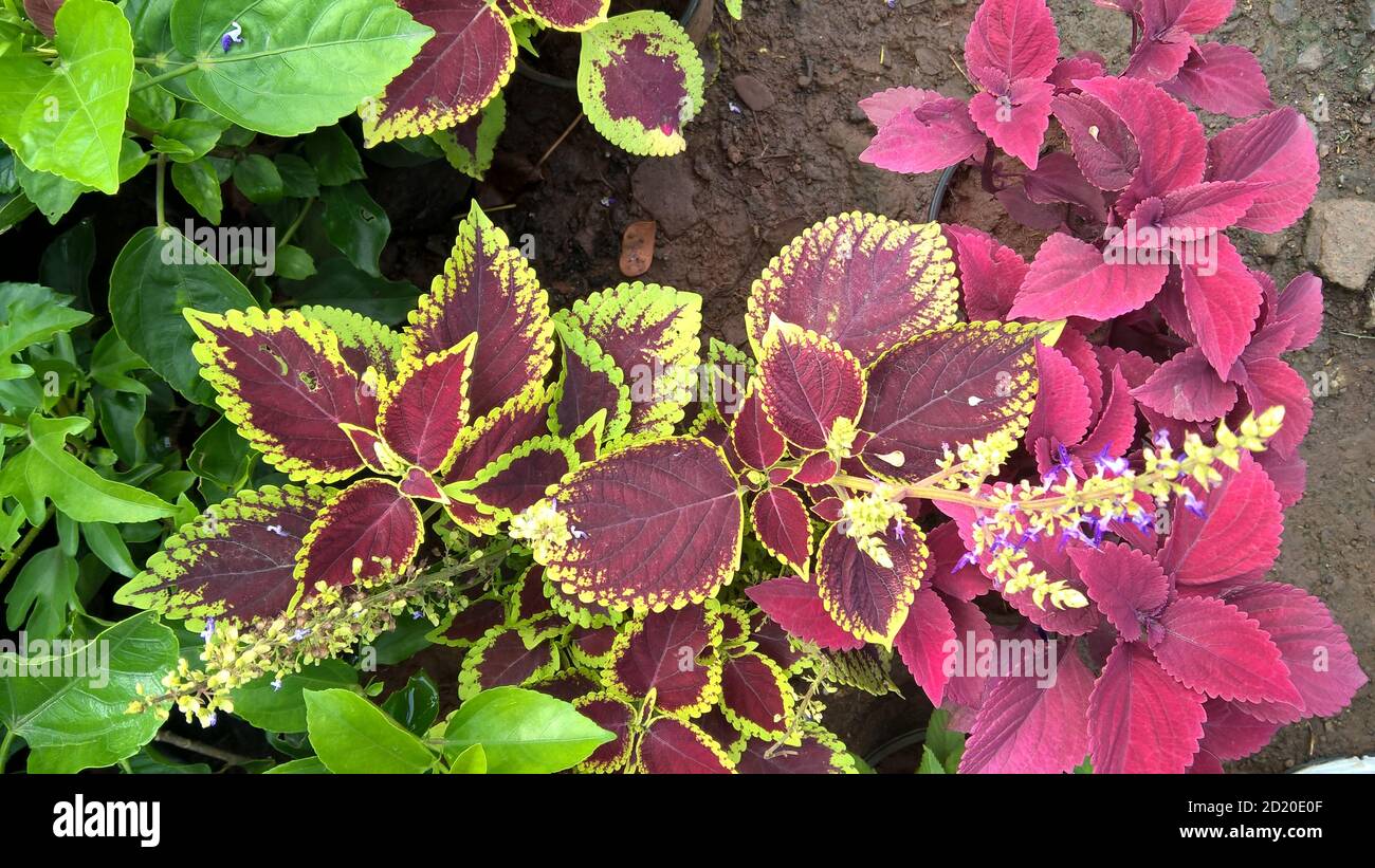 coleus plants also called Coleus blumei or Plectranthus scutellarioides ...