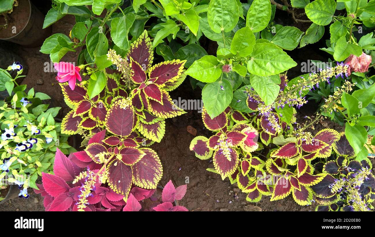 coleus plants also called Coleus blumei or Plectranthus scutellarioides ...