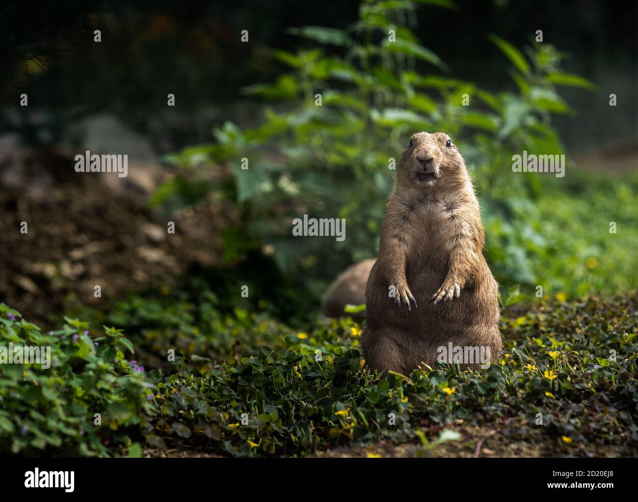 Black-tailed prairie dog is standing and looking streight. Stock Photo