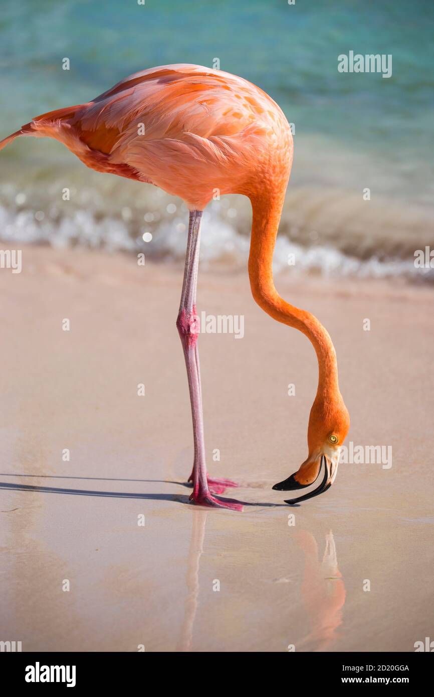 Caribbean, Netherland Antilles, Aruba, Oranjestad, Renaissance Island, Flamingo on Flamingo beach Stock Photo