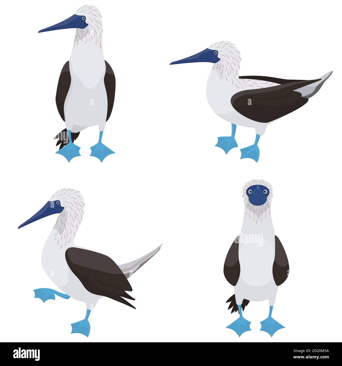 Blue-footed booby in different poses. Tropical bird in cartoon style