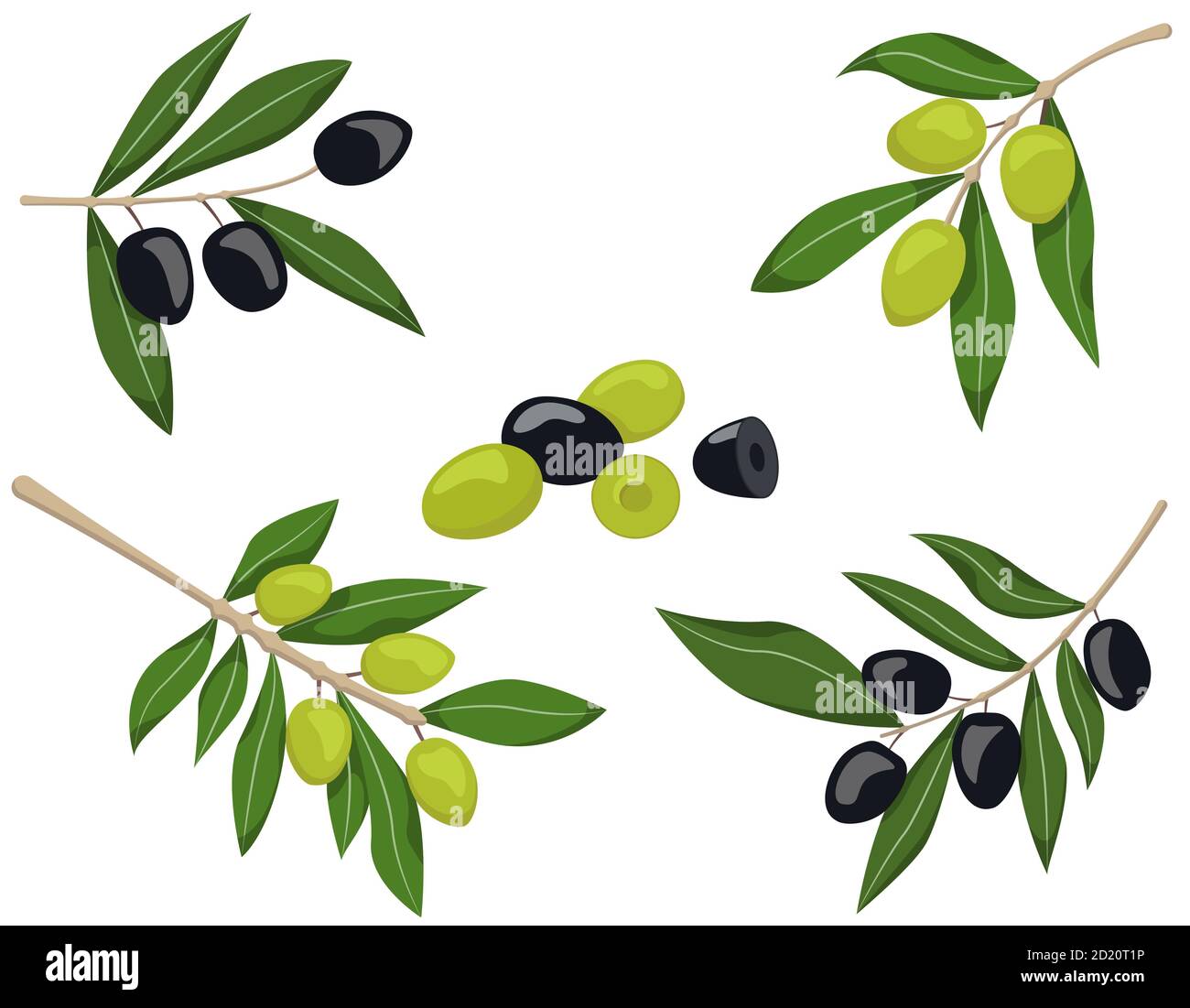 Vector set of olive branches. Black and green olives isolated on white ...