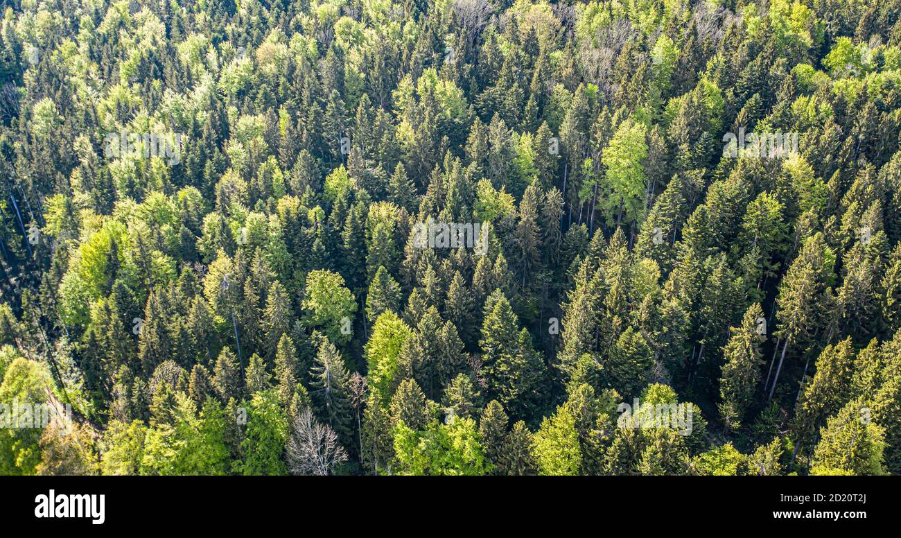 Aerial view of forest. Drone Birdeye view of colourful trees Stock Photo