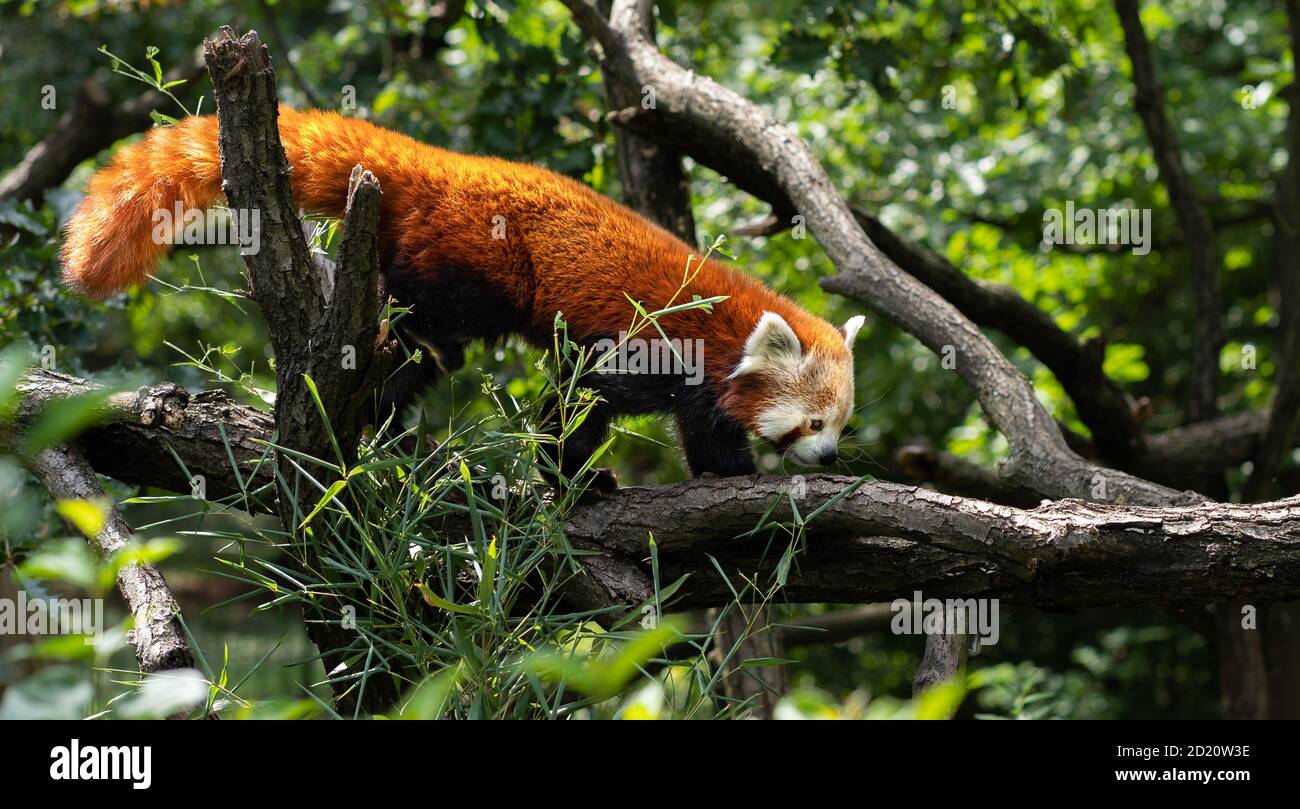 Red panda is climbing on a branch of the tree. Picture of endangered red panda. Stock Photo