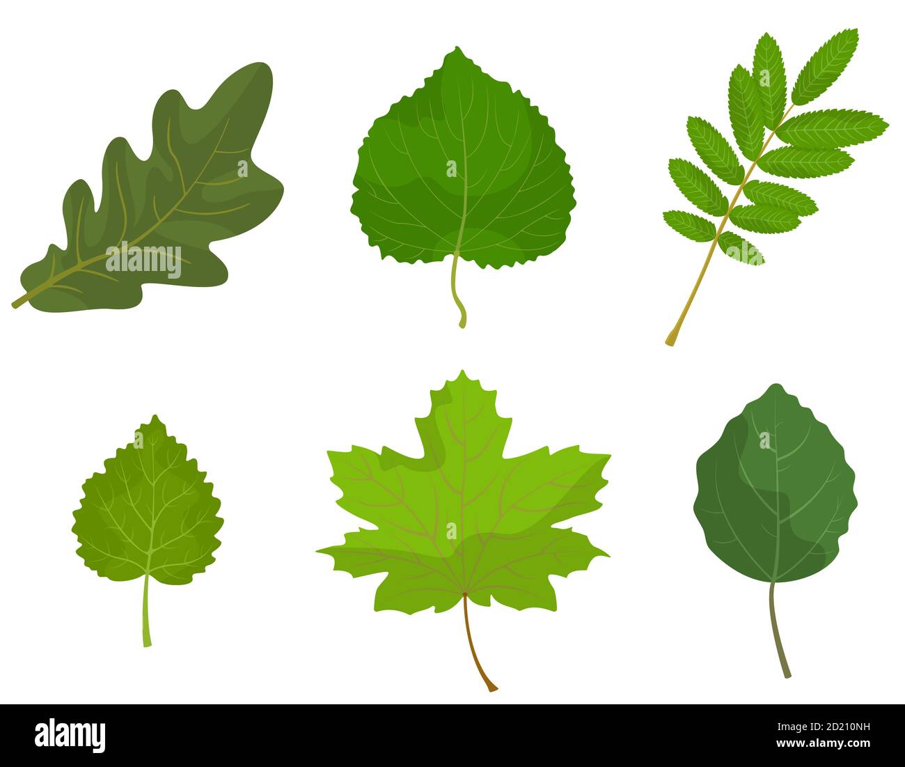 Set of different tree leaves. Oak, lipa, rowan, birch, maple and aspen Stock Vector