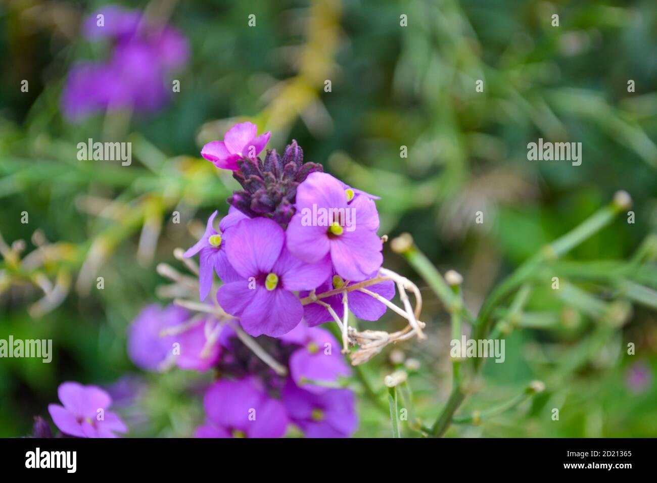 Close up photo of beautiful pink and purple flowers Stock Photo