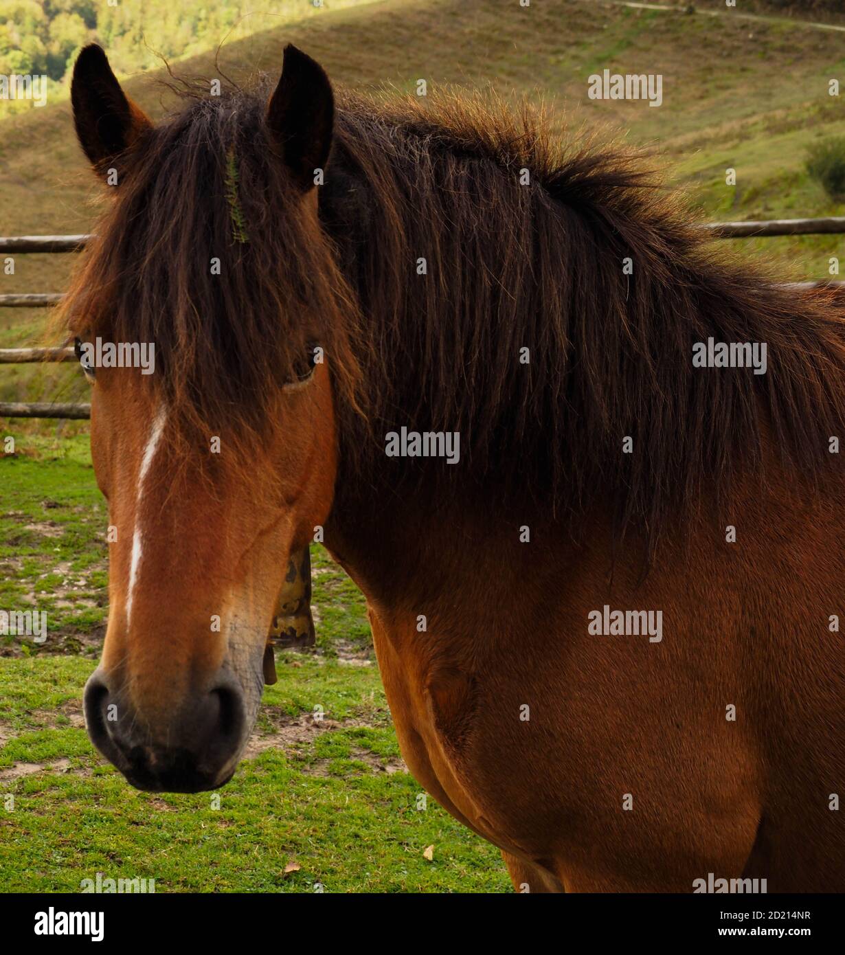 Basque mountain horse hi-res stock photography and images - Alamy
