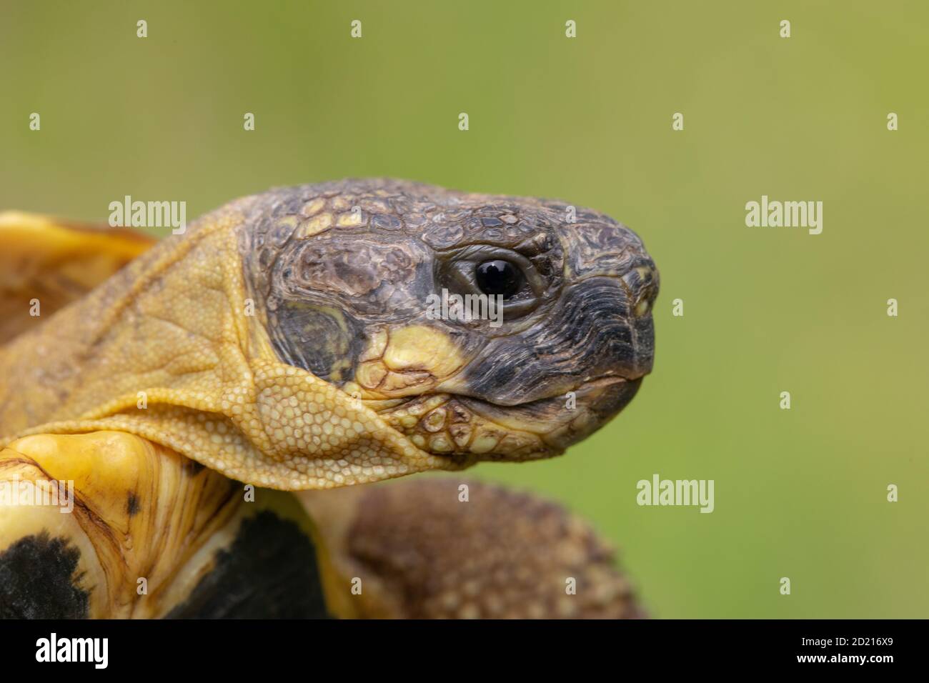 Herman’s Tortoise (Testudo hermani hermani). Head profile, showing the distinctive facial markings, pronounced yellow lower orbital patch of this, the Stock Photo