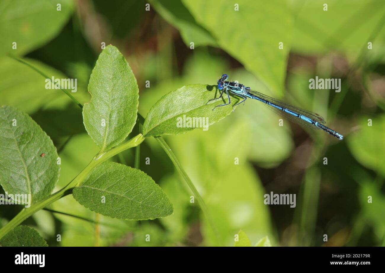 Blue Dragonfly High Resolution Stock Photography Images - Alamy