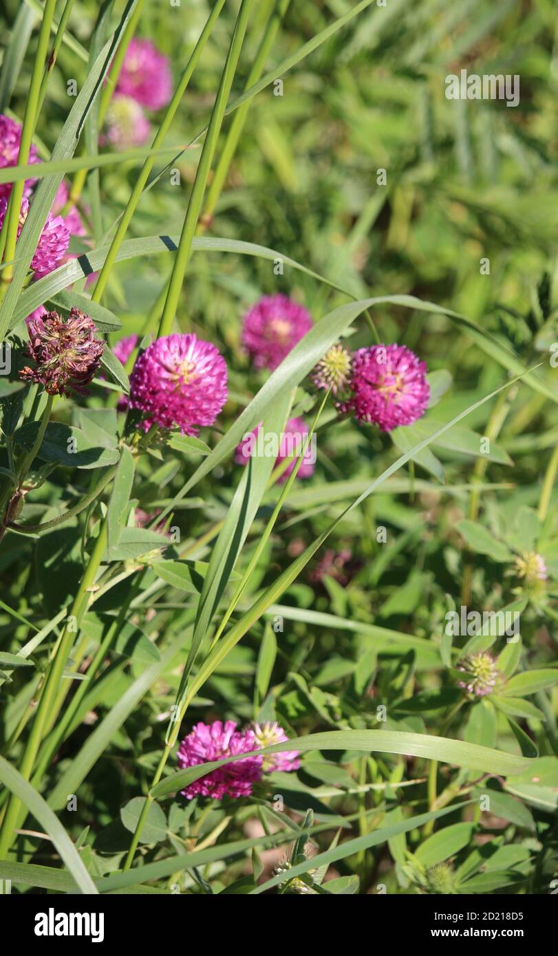 Pink clover flower hires stock photography and images Alamy