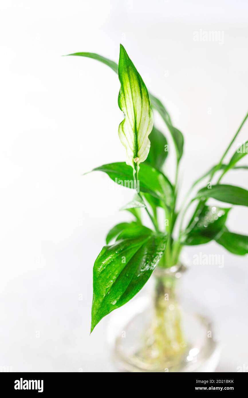 Planting new plants. Cuttings and shoots of spathiphyllum plants