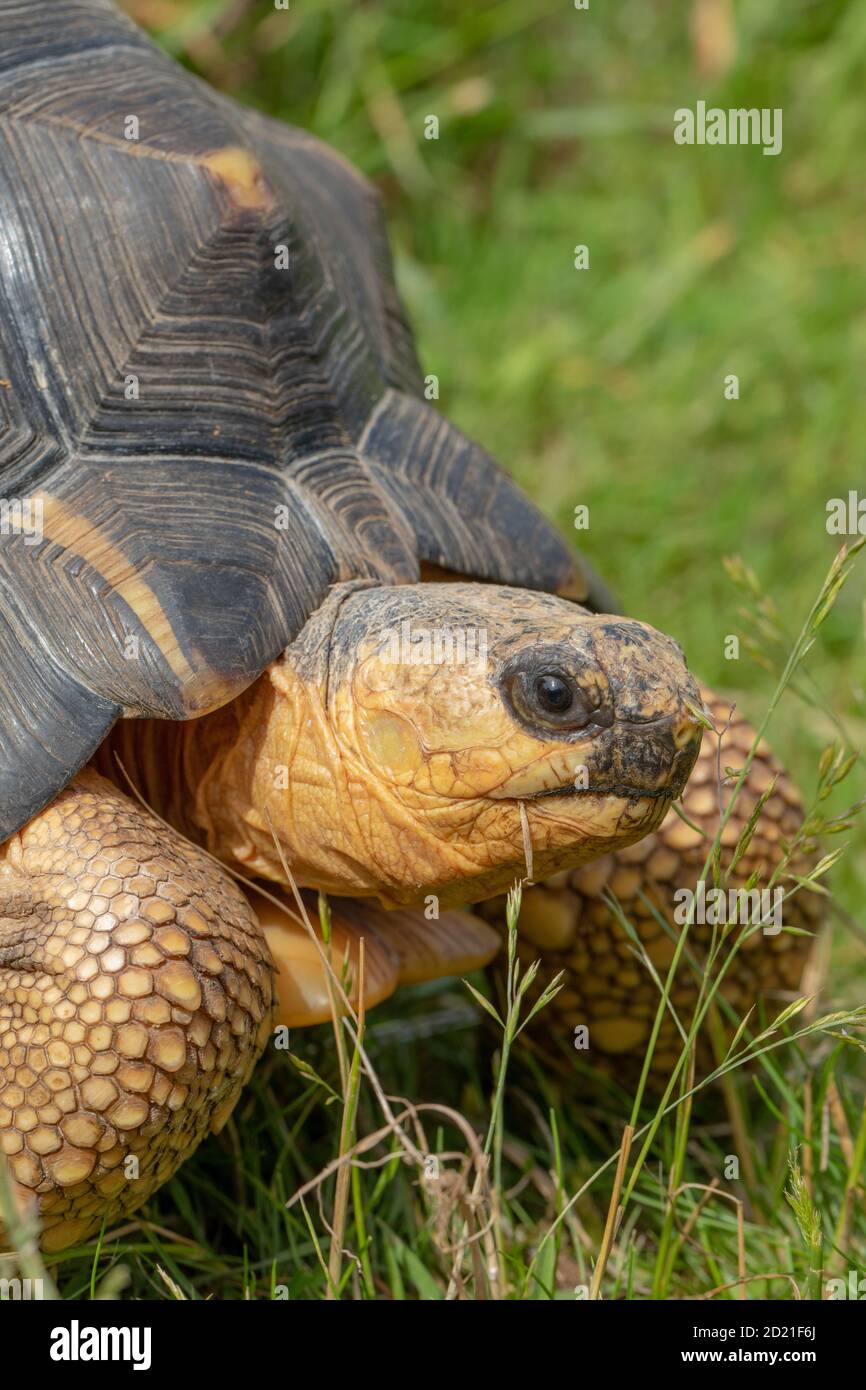 Radiated Tortoise (Astrochelys radiata).  Grazing. Herbivore. Partially extended head. Scale covered foreleg, or front feet. Serrated mandibles, beak. Stock Photo