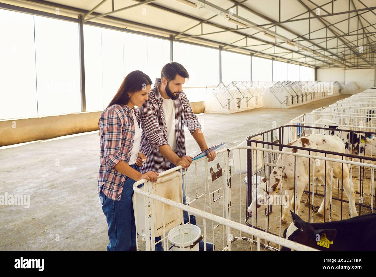 Couple of farmers standing in barn on livestock farm and watching ...
