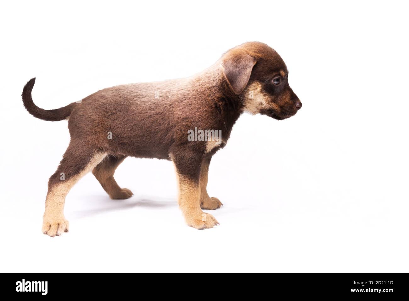 puppy in a rack on a white background Stock Photo