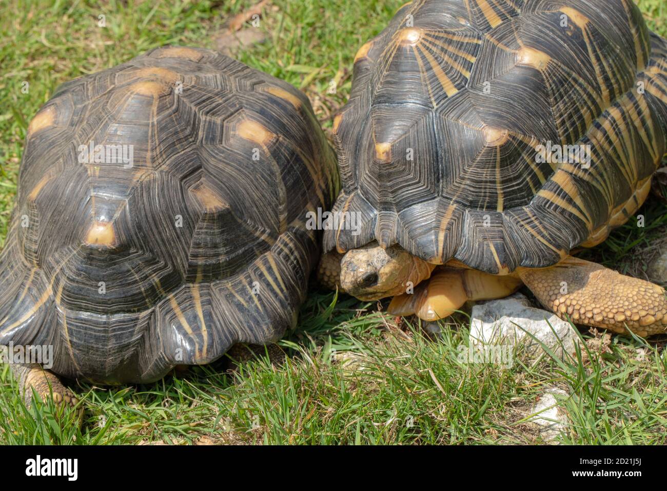 Radiated Tortoises (Astrochelys radiata).  Males, adults, rival, combative males. About to use gular, the two frontmost, plastron, laminae, to ram and Stock Photo