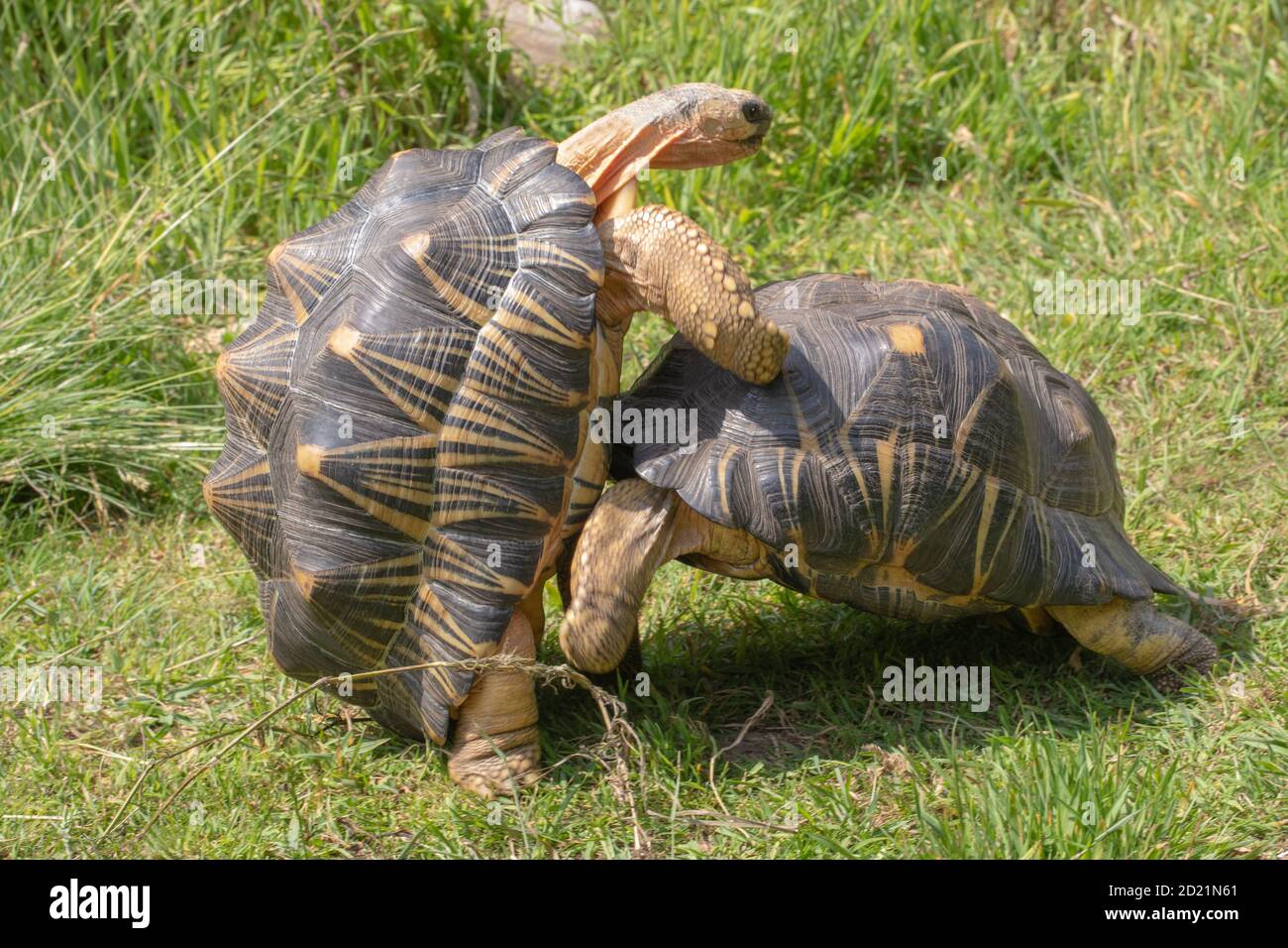 Radiated Tortoises (Astrochelys radiata).  Males, adults, rival, combative males. Cut and thrust movements to ram and eventually lever and bowl over t Stock Photo