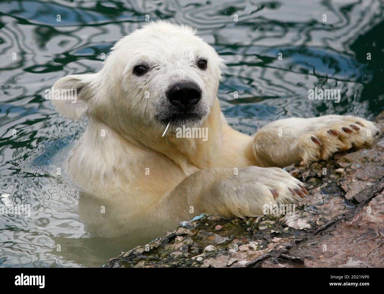 A six-month-old female polar bear cub cools off in its pool at the Royev  Ruchey Zoo in Russia?s Siberian city of Krasnoyarsk, July 29, 2010. Two  female wild polar bear cubs were