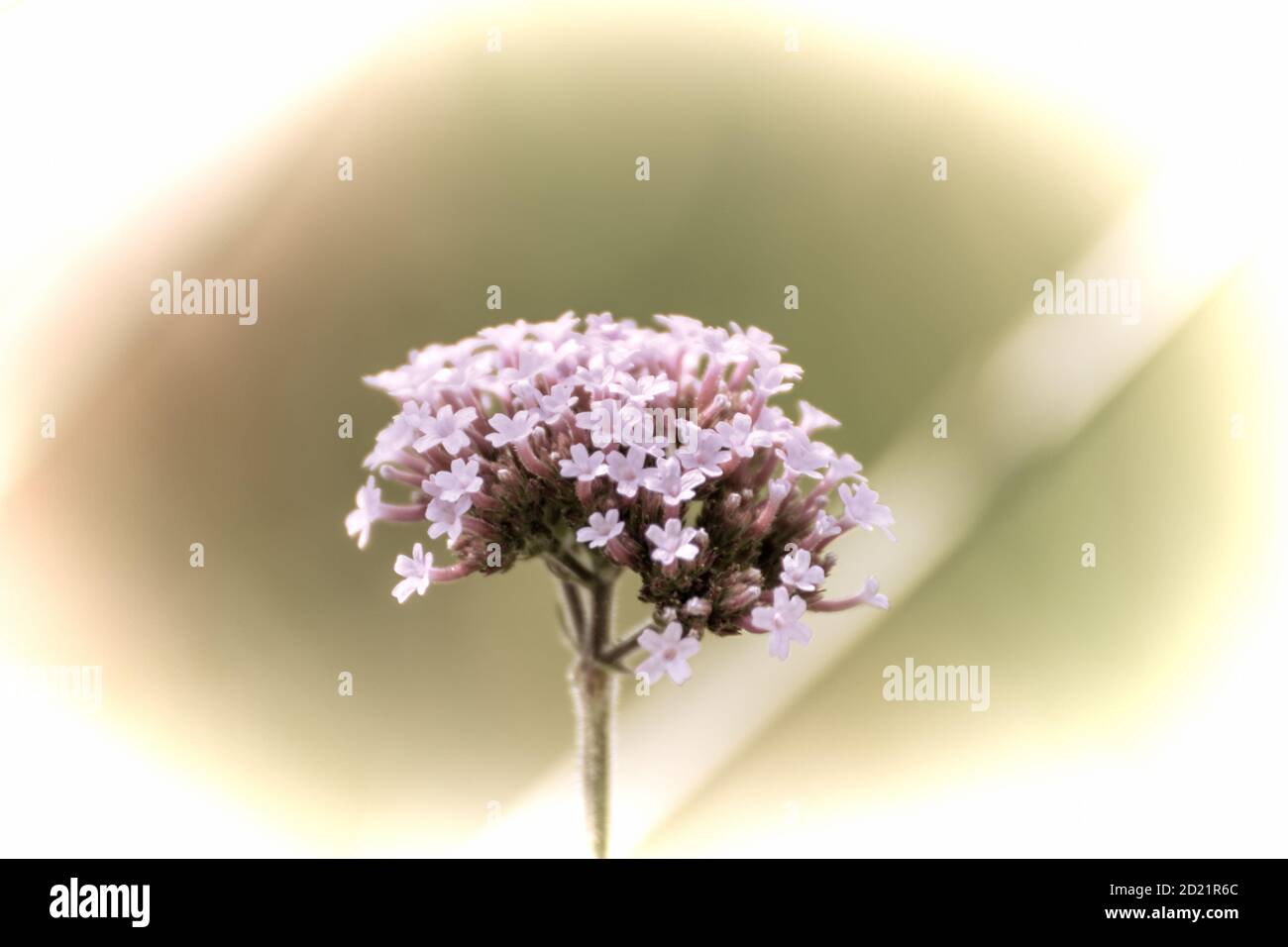 Close up of a beautiful flower in the garden at spring time in old photography style Stock Photo