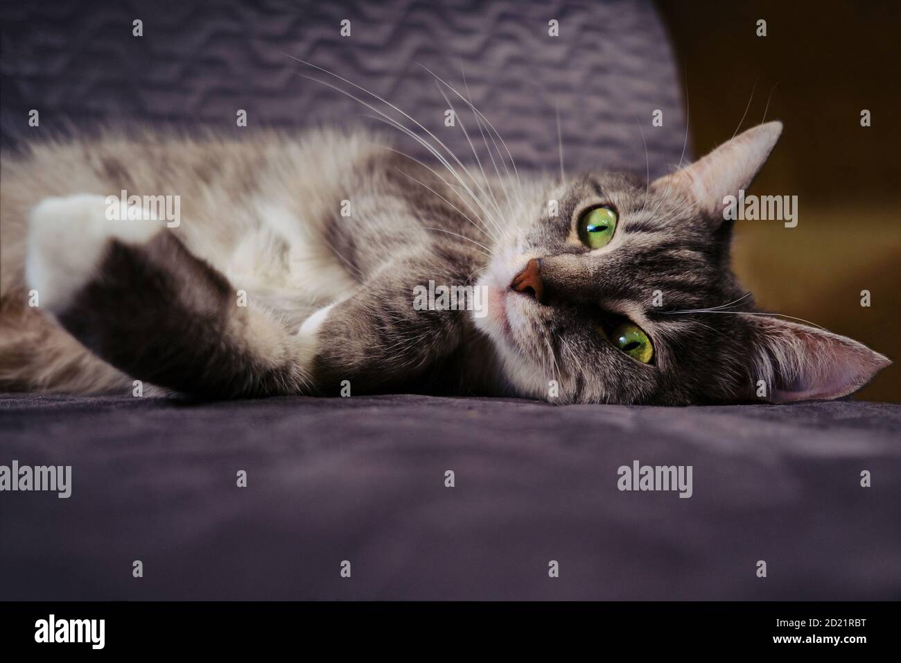 Beautiful cat with green eyes lying on the couch Stock Photo - Alamy