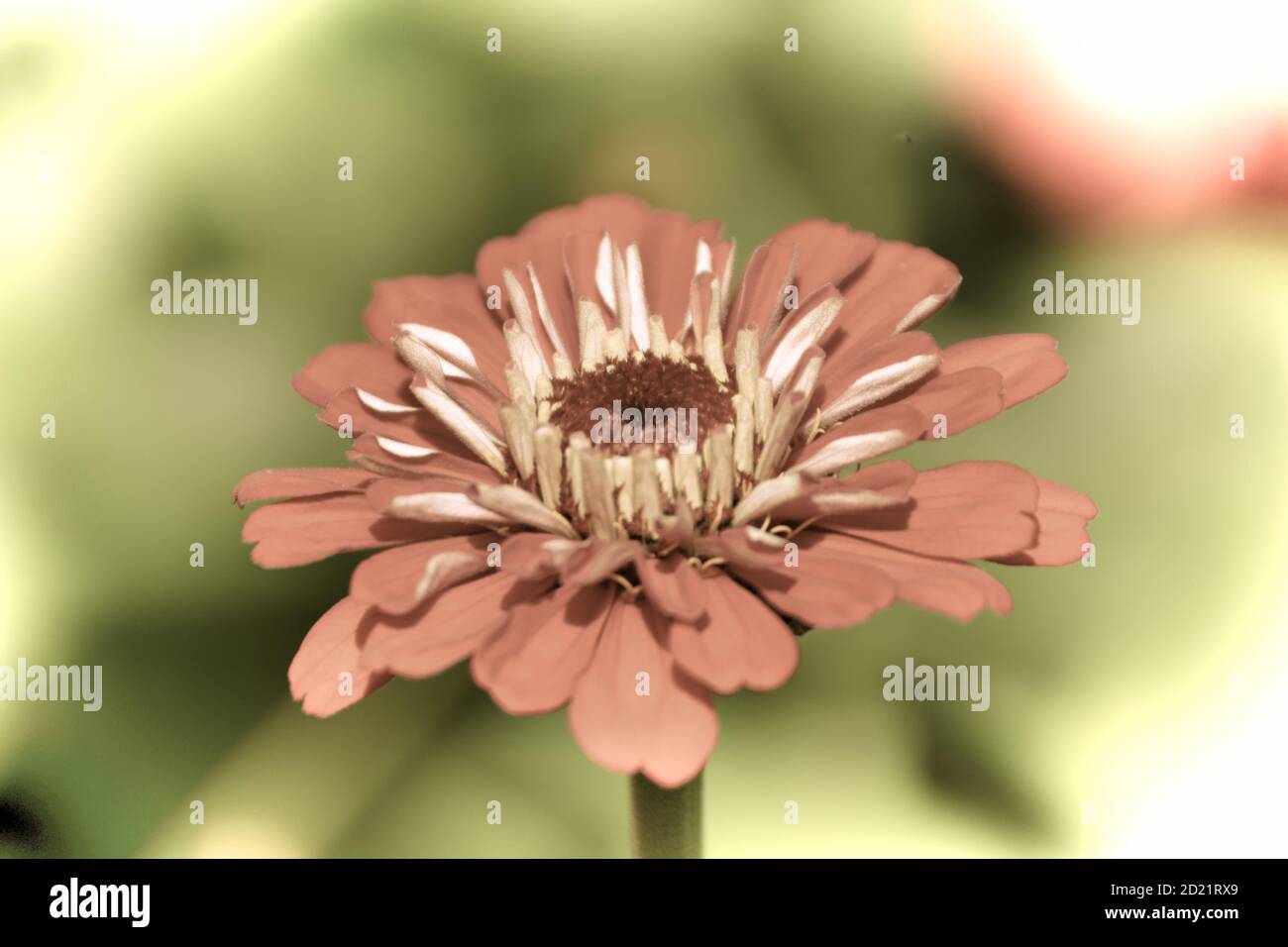 Close up of a beautiful flower in the garden at spring time in old photography style Stock Photo