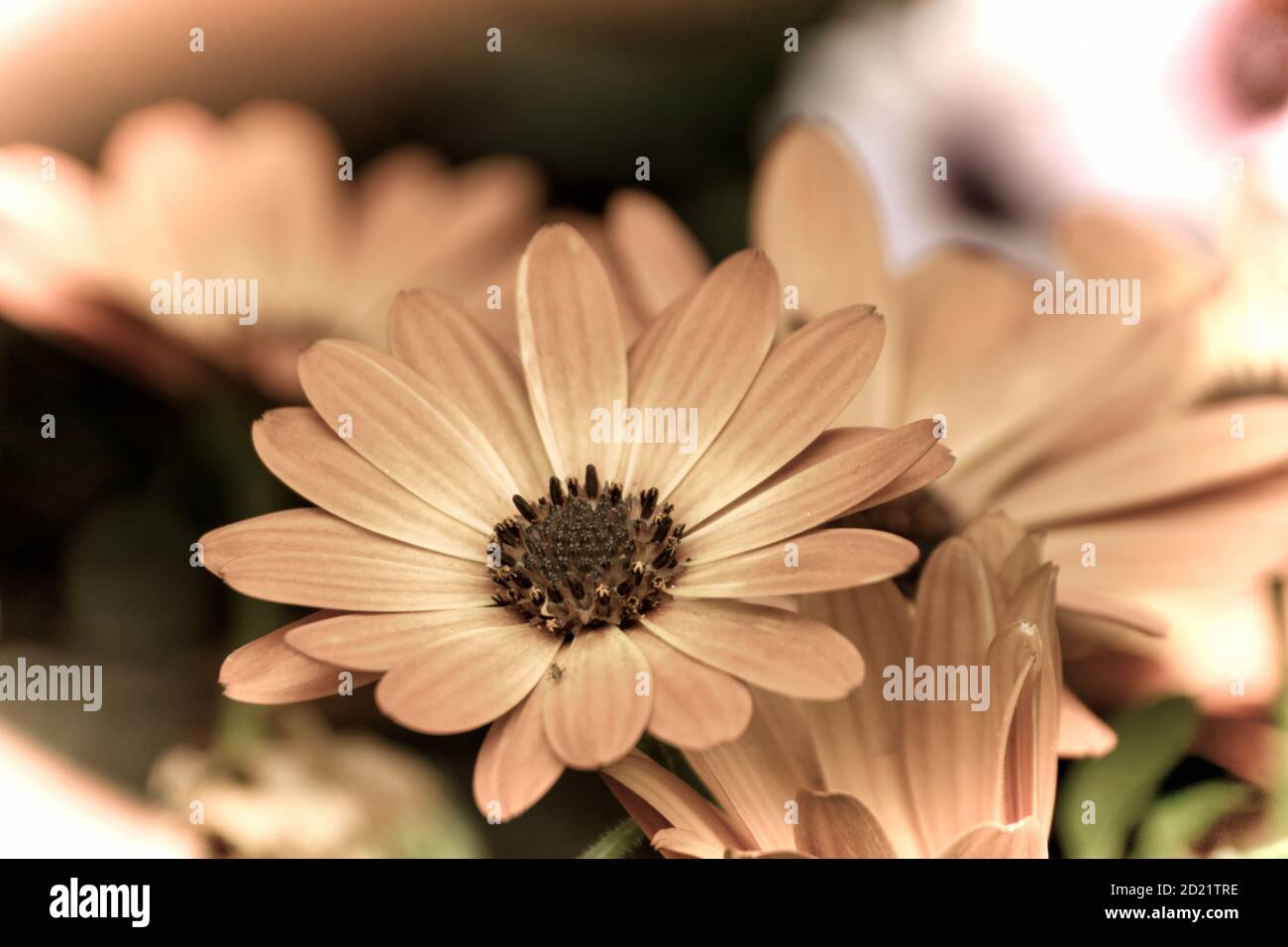 Close up of a beautiful flower in the garden at spring time in old photography style Stock Photo