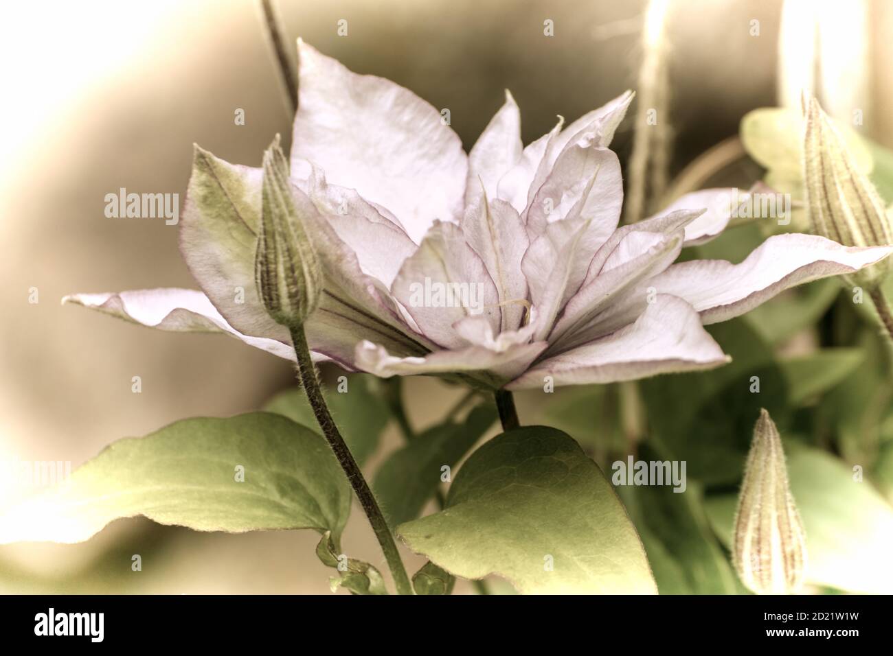 Close up of a beautiful flower in the garden at spring time in old photography style Stock Photo