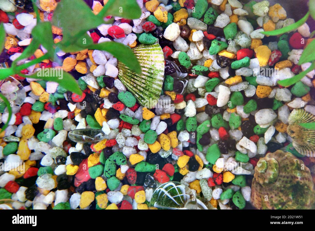 Texture of stones in a real aquarium. Top view of colorful stones and