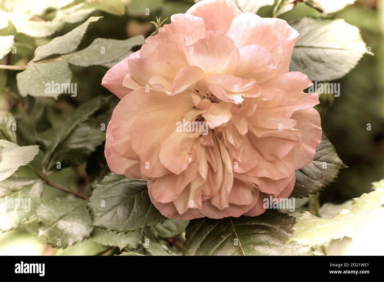 Close up of a beautiful flower in the garden at spring time in old photography style Stock Photo