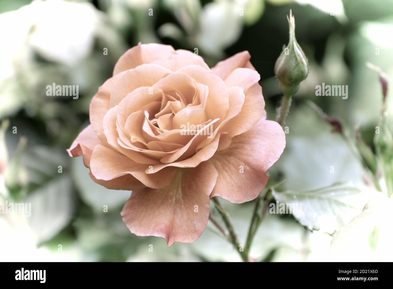 Close up of a beautiful flower in the garden at spring time in old photography style Stock Photo