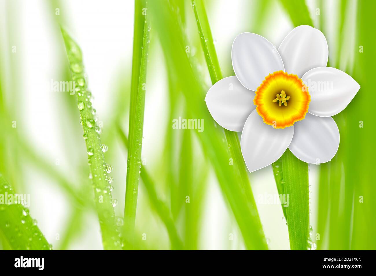 Flowers background, white spring flowers and green grass Stock Photo ...
