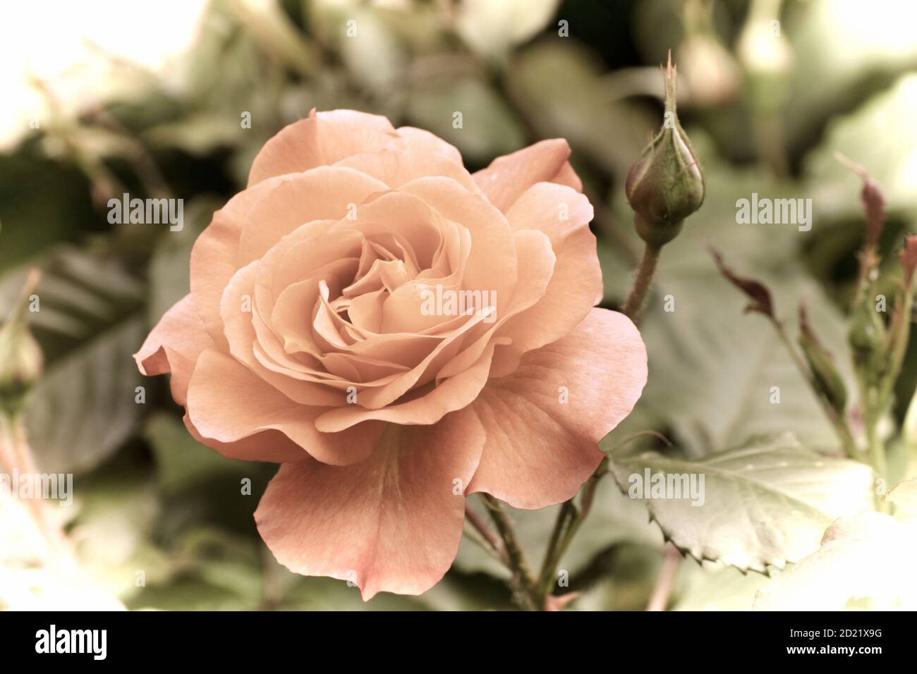 Close up of a beautiful flower in the garden at spring time in old photography style Stock Photo