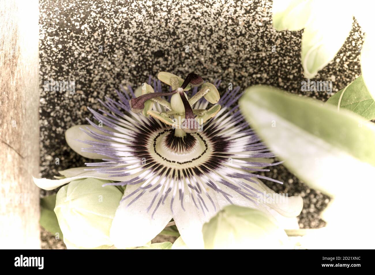 Close up of a beautiful flower in the garden at spring time in old photography style Stock Photo