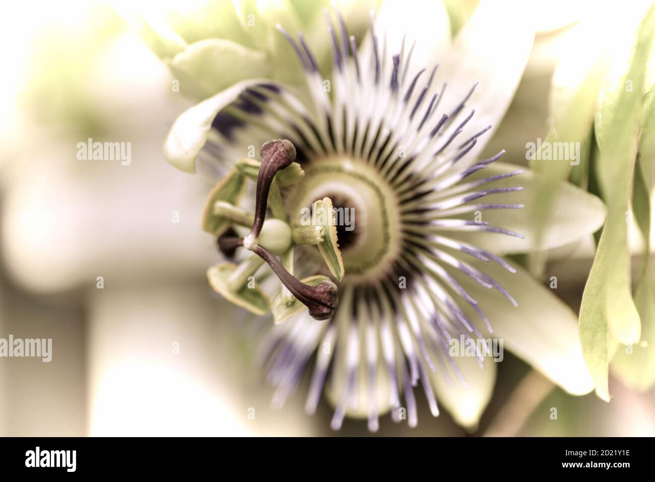 Close up of a beautiful flower in the garden at spring time in old photography style Stock Photo