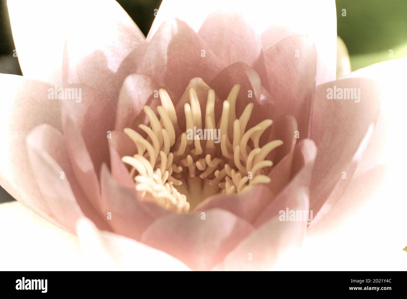 Close up of a beautiful flower in the garden at spring time in old photography style Stock Photo