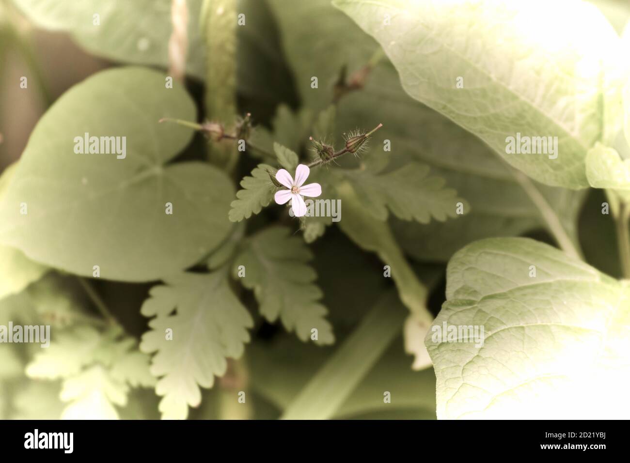 Close up of a beautiful flower in the garden at spring time in old photography style Stock Photo