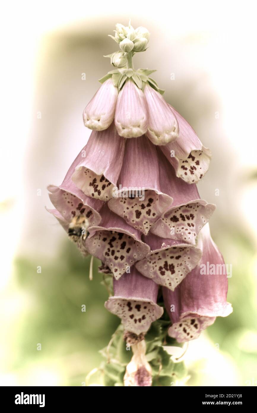 Close up of a beautiful flower in the garden at spring time in old photography style Stock Photo