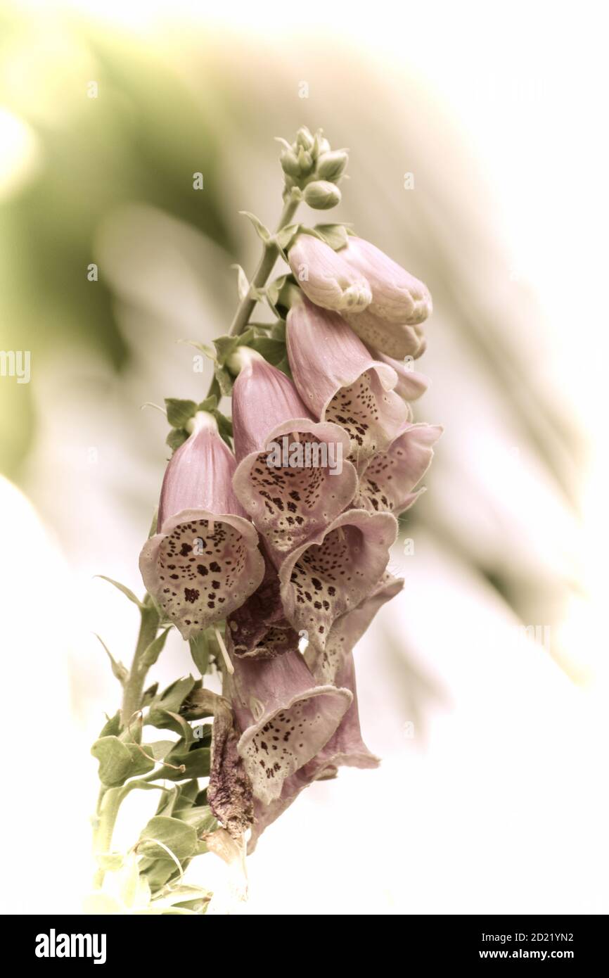 Close up of a beautiful flower in the garden at spring time in old photography style Stock Photo