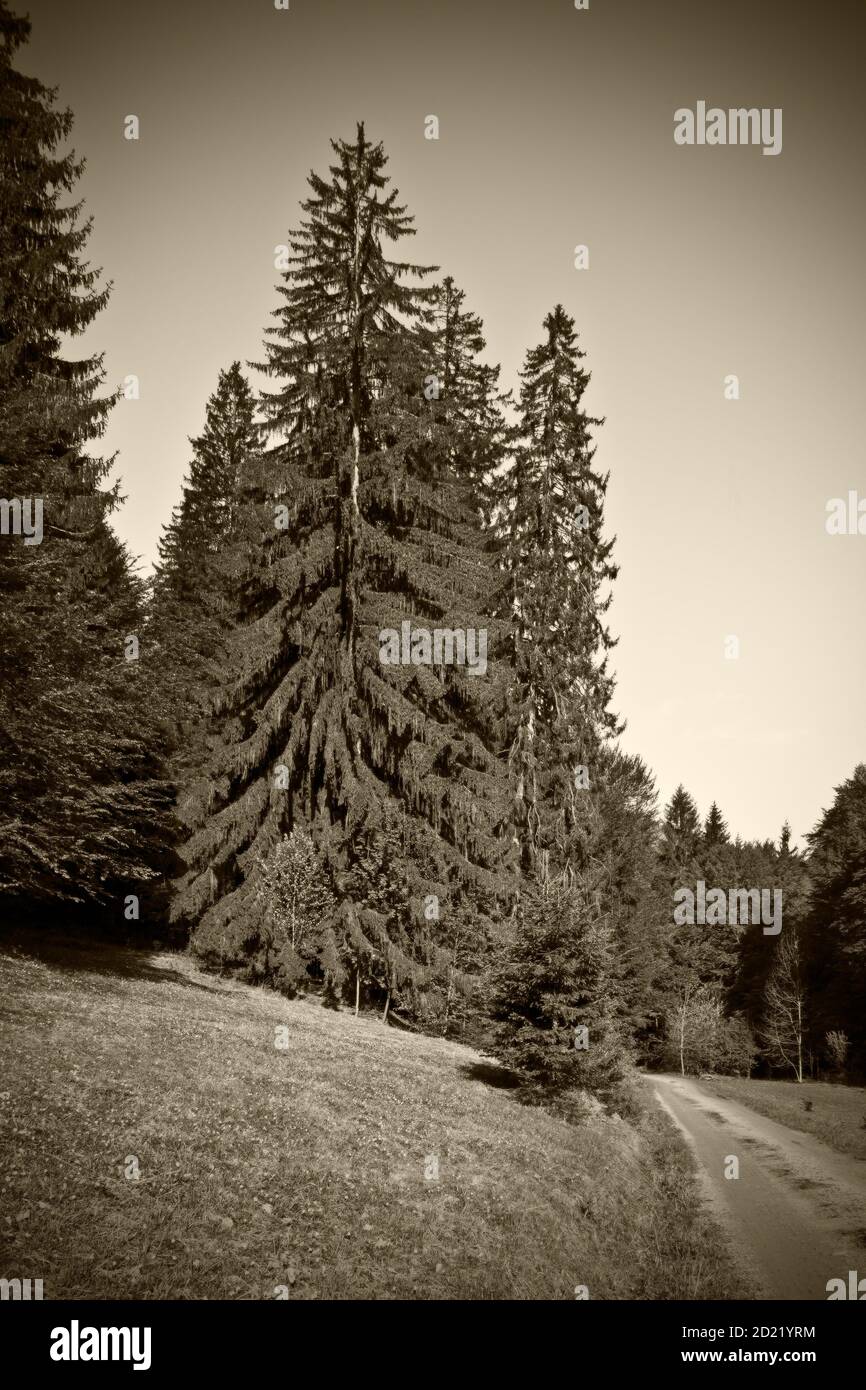 ARNOLDSTEIN, AUSTRIA - AUG 29, 2013: spruce (picea abies), giant spruce with a girth of more than 5 meters Stock Photo