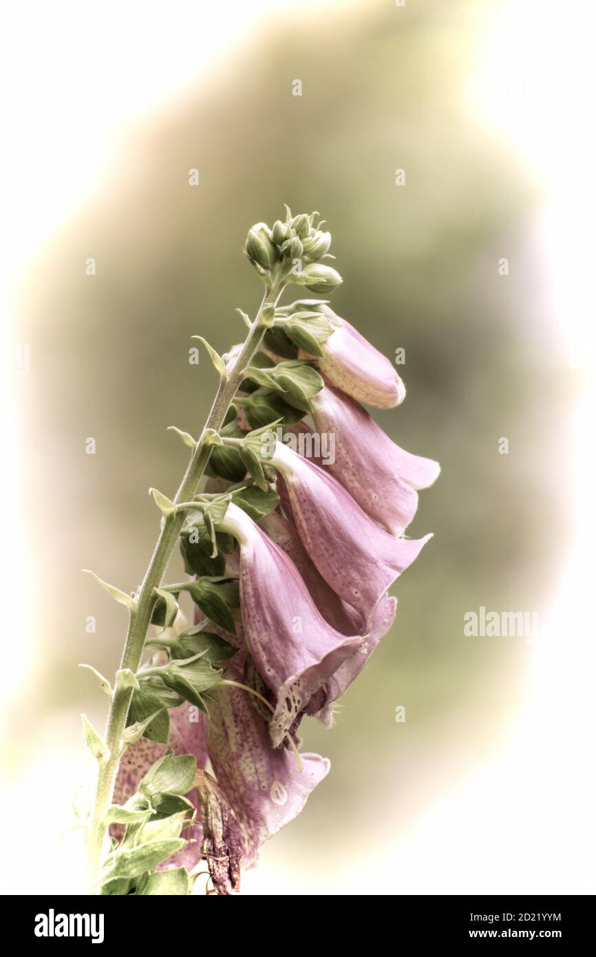 Close up of a beautiful flower in the garden at spring time in old photography style Stock Photo