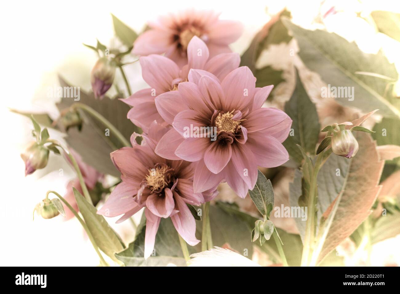 Close up of a beautiful flower in the garden at spring time in old photography style Stock Photo