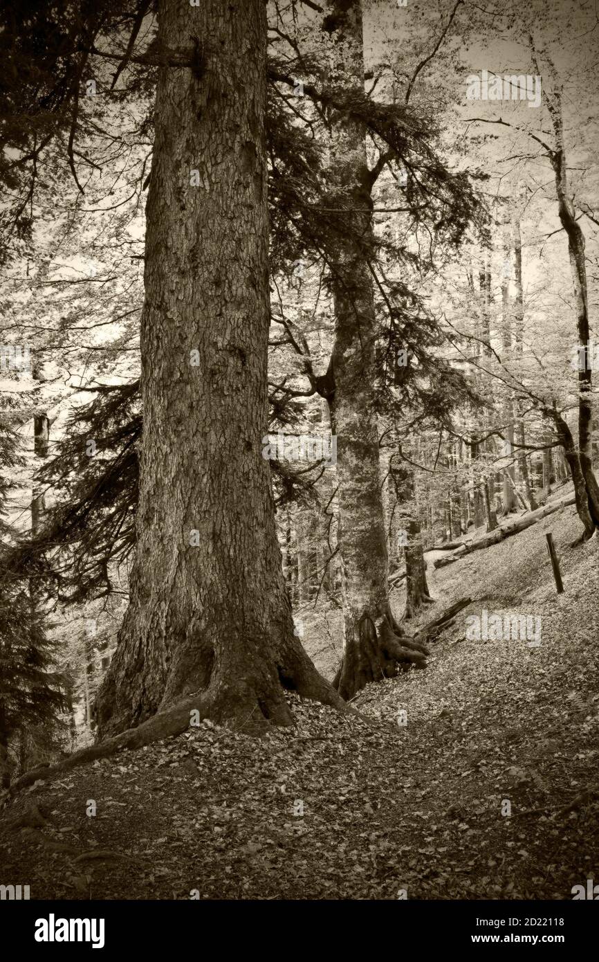 LAMMERTALER URWALD, LUNGOETZ, AUSTRIA - MAY 20, 2014: European silver fir (abies alba) with a grith of more than 5 meters and a height of 47 meters Stock Photo