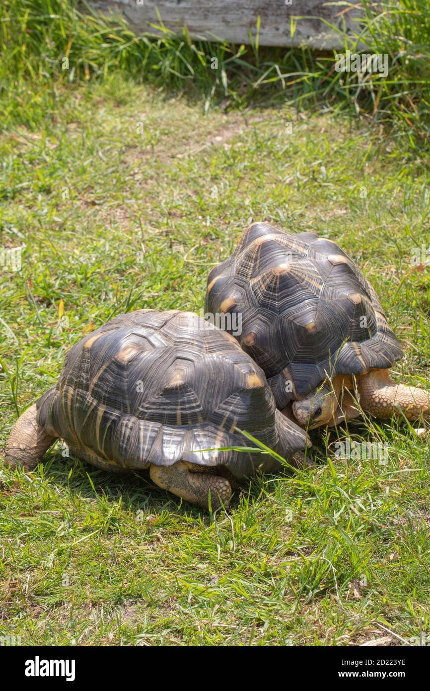 Radiated Tortoises (Astrochelys radiata).  Two males circling one another, pre-combative movements, before fighting to gain and establish dominance ov Stock Photo