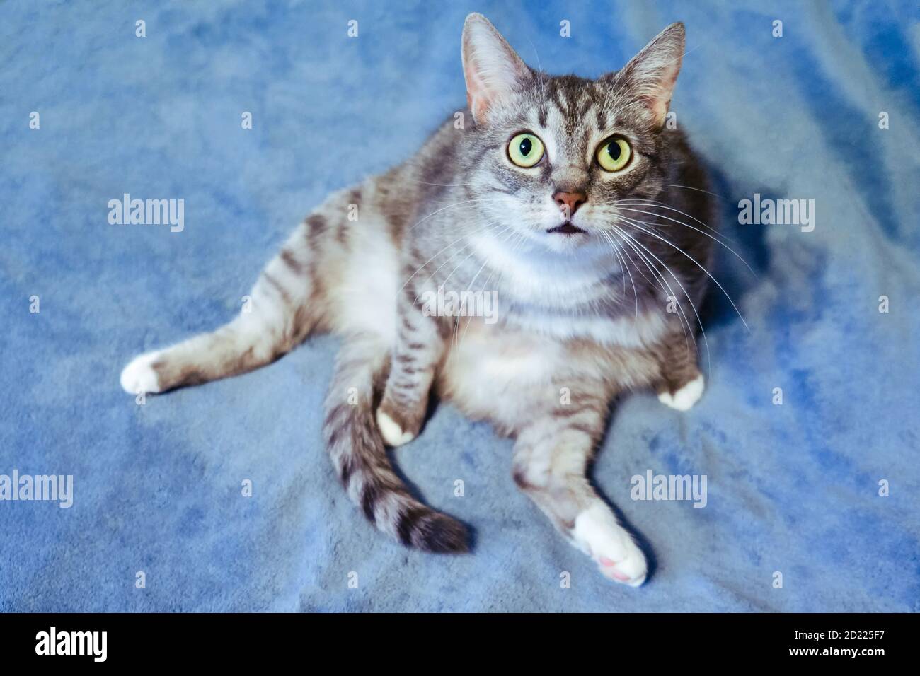 The cat is sitting like a man in a strange comical pose and looking at the camera. Funny cat is sitting on the bed, top view Stock Photo