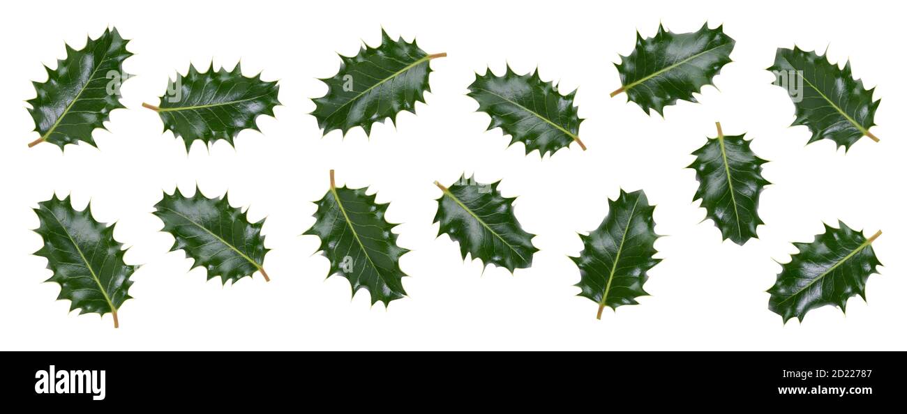 A collction of medium sized green spiky holly leaves for Christmas decoration isolated against a white background. Stock Photo