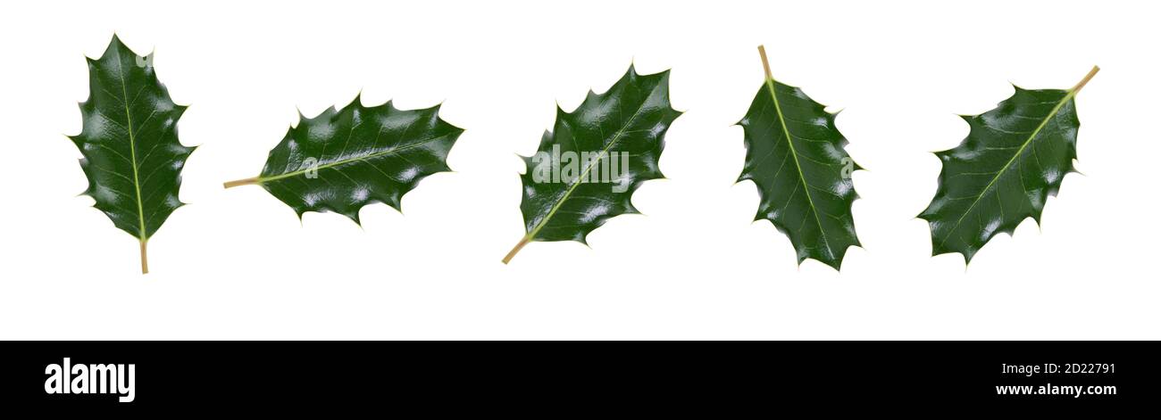 A collction of large sized green spiky holly leaves for Christmas decoration isolated against a white background. Stock Photo