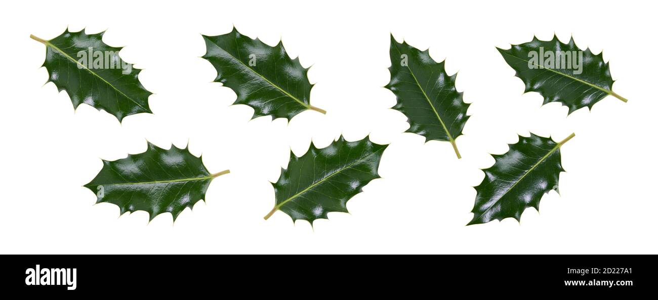 A collction of large sized green spiky holly leaves for Christmas decoration isolated against a white background. Stock Photo